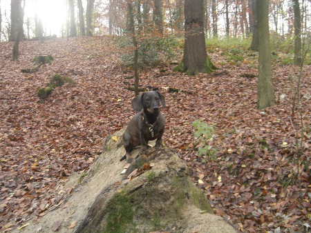 Lucy muss warten, bis der Futterbeutel versteckt ist