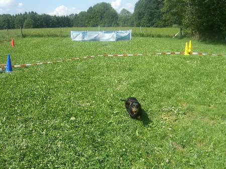 Du sollst außen laufen!! Beim Longieren läuft der Hund außen und der Mensch innen