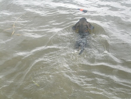 Inga liebt das Apportieren aus dem Wasser