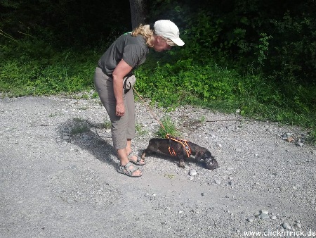 Mantrailing....die versteckte Person hat ein getragenes Kleidungsstück zurückgelassen....Inga nimmt den Geruch  auf..