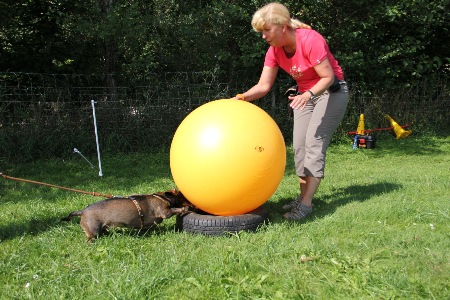 ....Lucy beim Treibball...