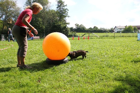 ....ich weiß, der Ball muss mit der Nase geschoben werden...