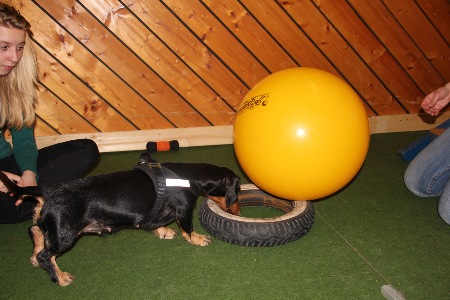 Honey schaut sich auch mal die Sache mit dem Treibball an....die Kekse sind nicht schlecht....aber der Ball ist mir zu groß...