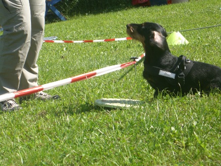 ..wir sind wieder einen Schritt weiter....beim Longieren soll der Hund aud dem Lauf heraus auf der Targetscheibe stehen bleiben....deswegen gab es am Anfang die Übung "Pfote berührt die Scheibe"...