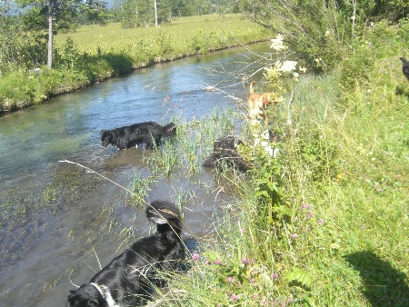 ...Fährtensuche beendet....alle ab ins kühle Wasser...